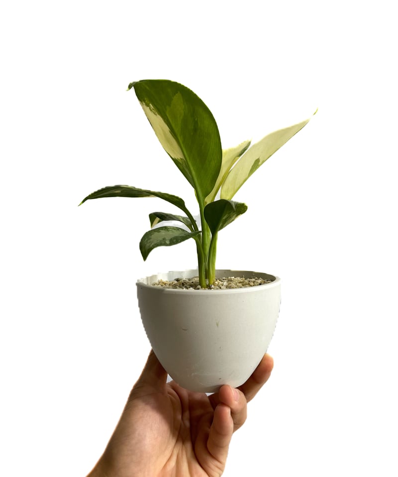 アグラオネマ スワンナプーム「Aglaonema Suvarnabhumi」9/2-48C-2