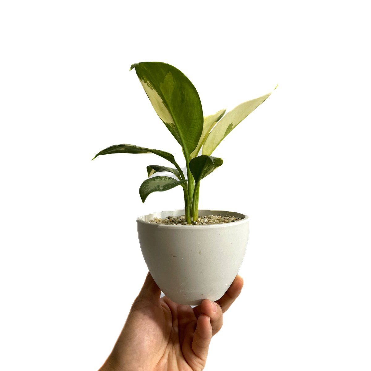 アグラオネマ スワンナプーム「Aglaonema Suvarnabhumi」9/2-48C-2