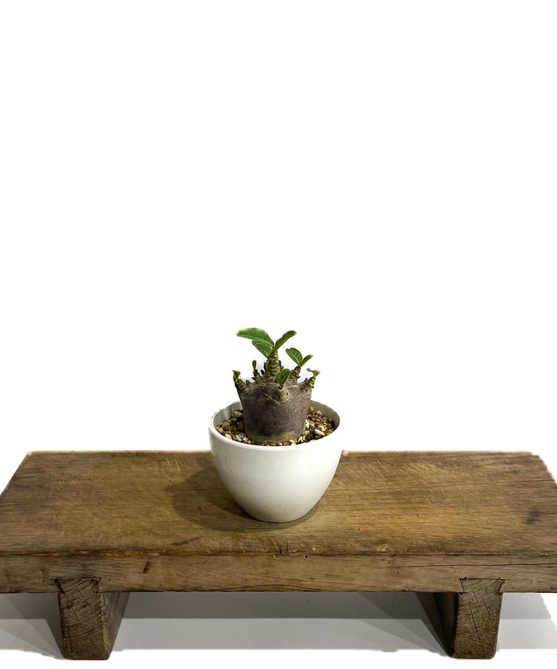 アデニウム アラビカム ドワーフ “ブラック”「adenium arabicum Dwar