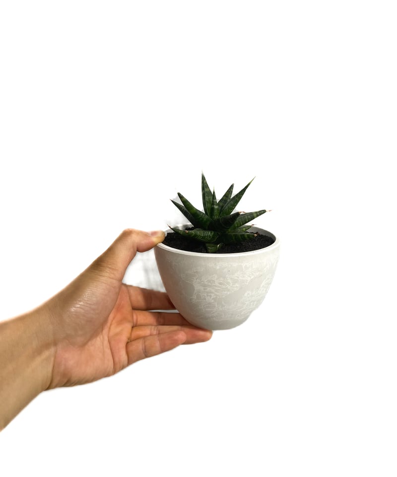 サンセベリア ブラック ダイヤモンド「Sansevieria Black