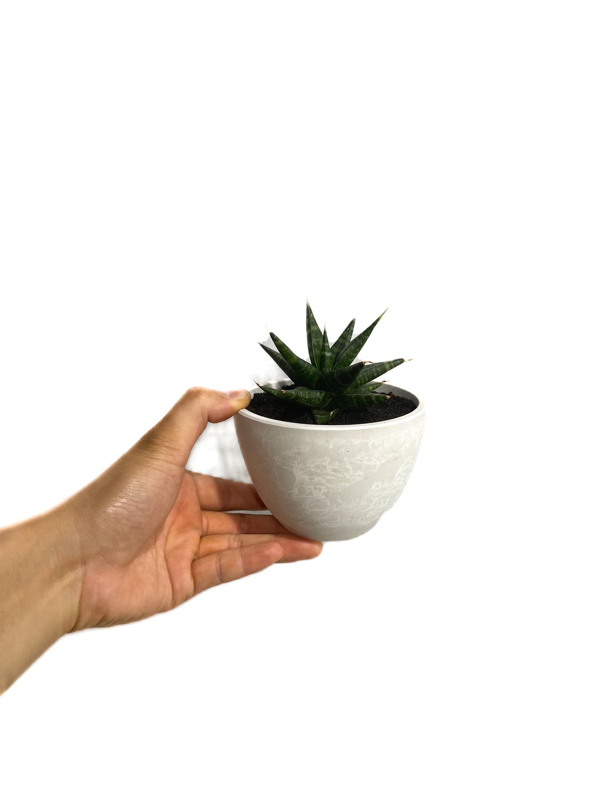 サンスベリア ブラックパール 斑入 S. Black Pearl Var サンスベリア ブラックパール 斑入 S. Black Pearl Var