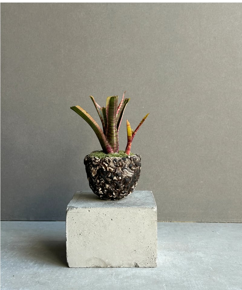ネオレゲリア ライブ ワイヤー+ plantsmonsters pot「Neoregelia