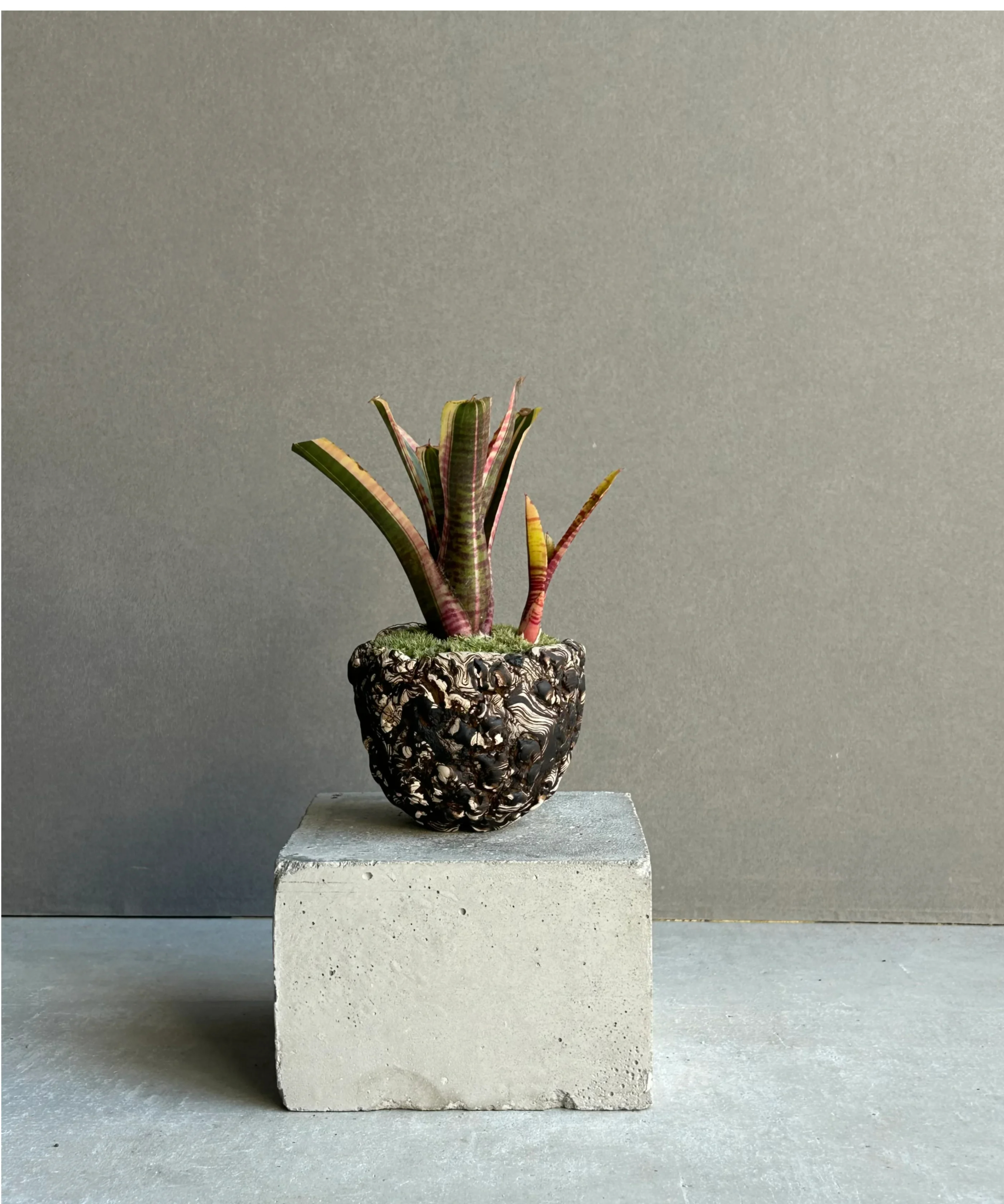ネオレゲリア ライブ ワイヤー+ plantsmonsters pot「Neoregelia