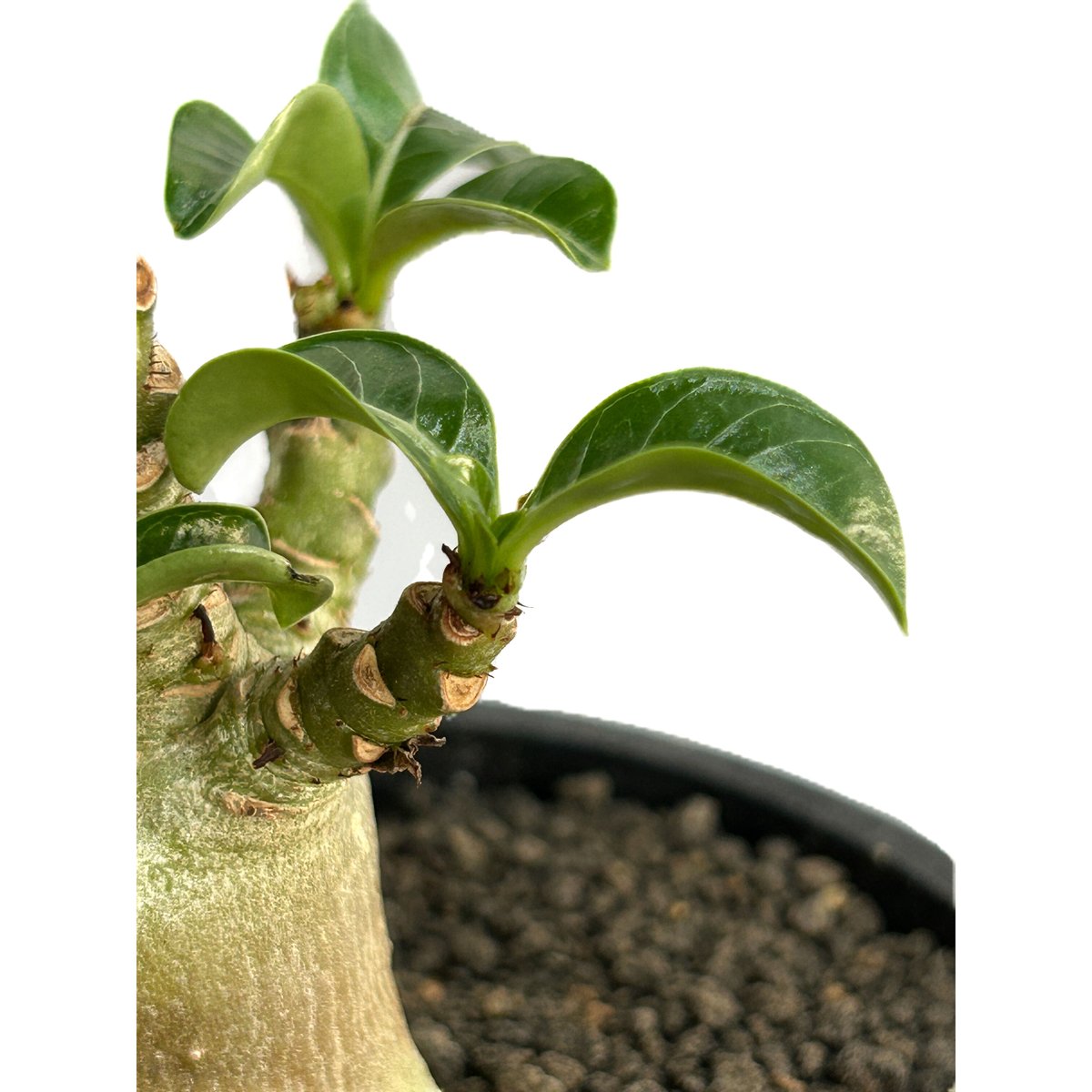 アデニウム　DHA 獅子葉　10株 アデニウム D.H.A (獅子葉) 「Adenium D.H.A」11/10 R | SHO