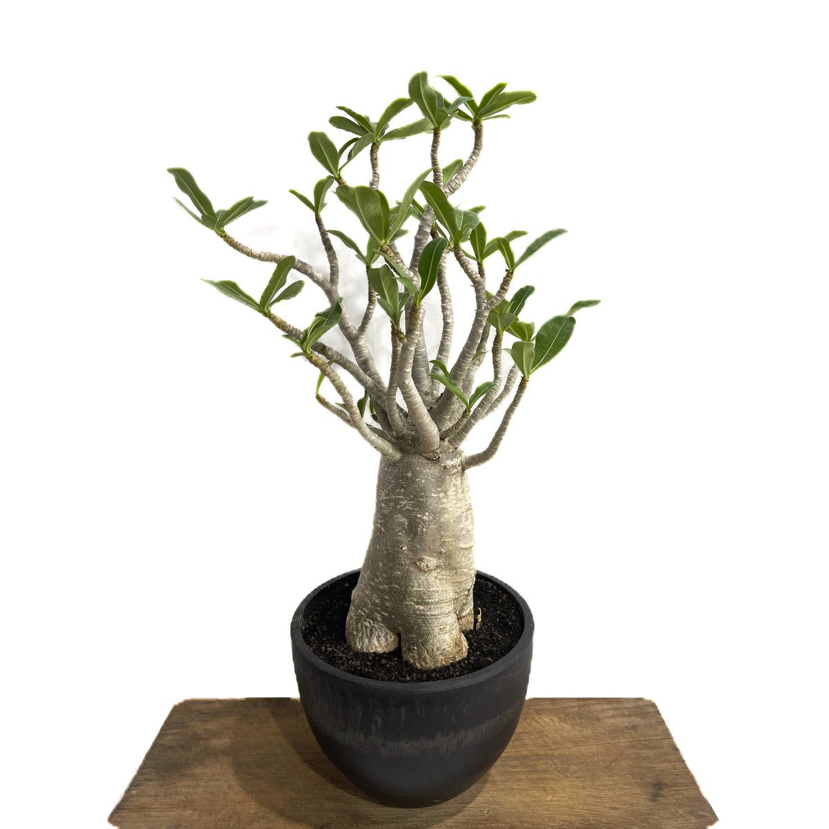 fit=scale-down,w=1200