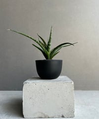 サンセベリア ロリダ 「Sansevieria rorida」73h | SHOUCHIKUEN