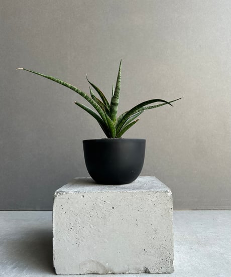 プルプシー×thha_ ザー　コレクション株 プルプシー×thha_ ザー コレクション株 プルプシー×thha_ ザー