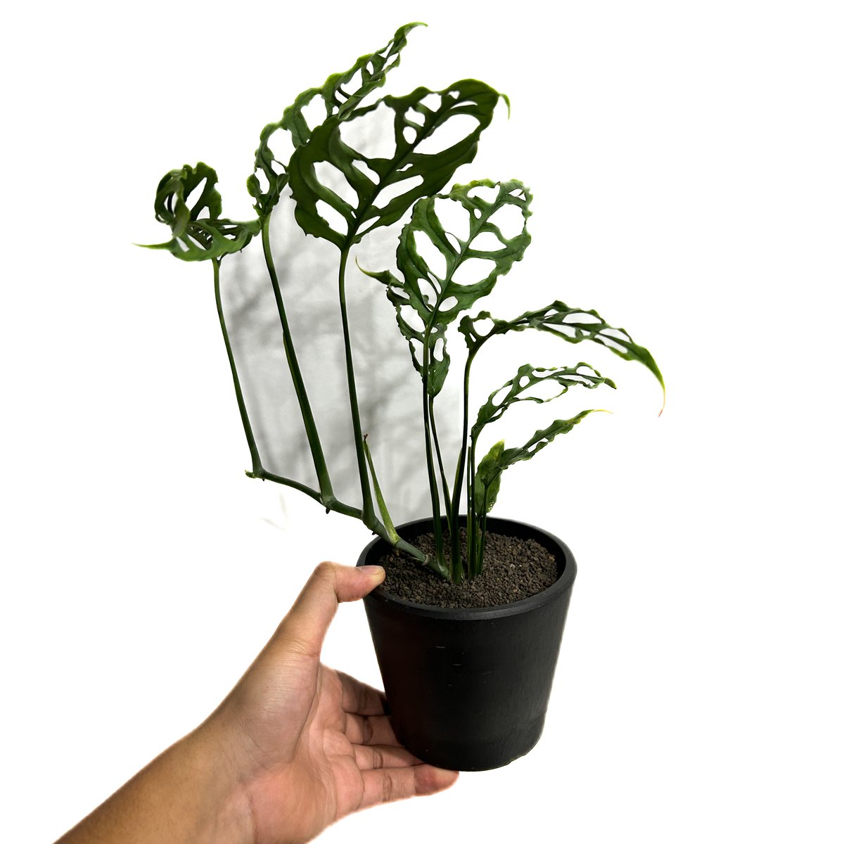 専用　オブリクア　ペルー　Monstera Obliqua peru 3 モンステラ オブリクア ペルー「Monstera obliqua Peru」27F-3 | S