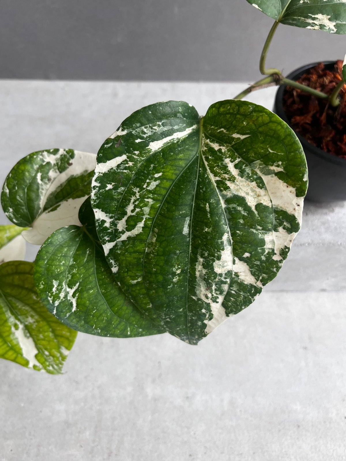 パイパー ニグラム 斑入 「Piper nigrum variegated」62Y | SHO