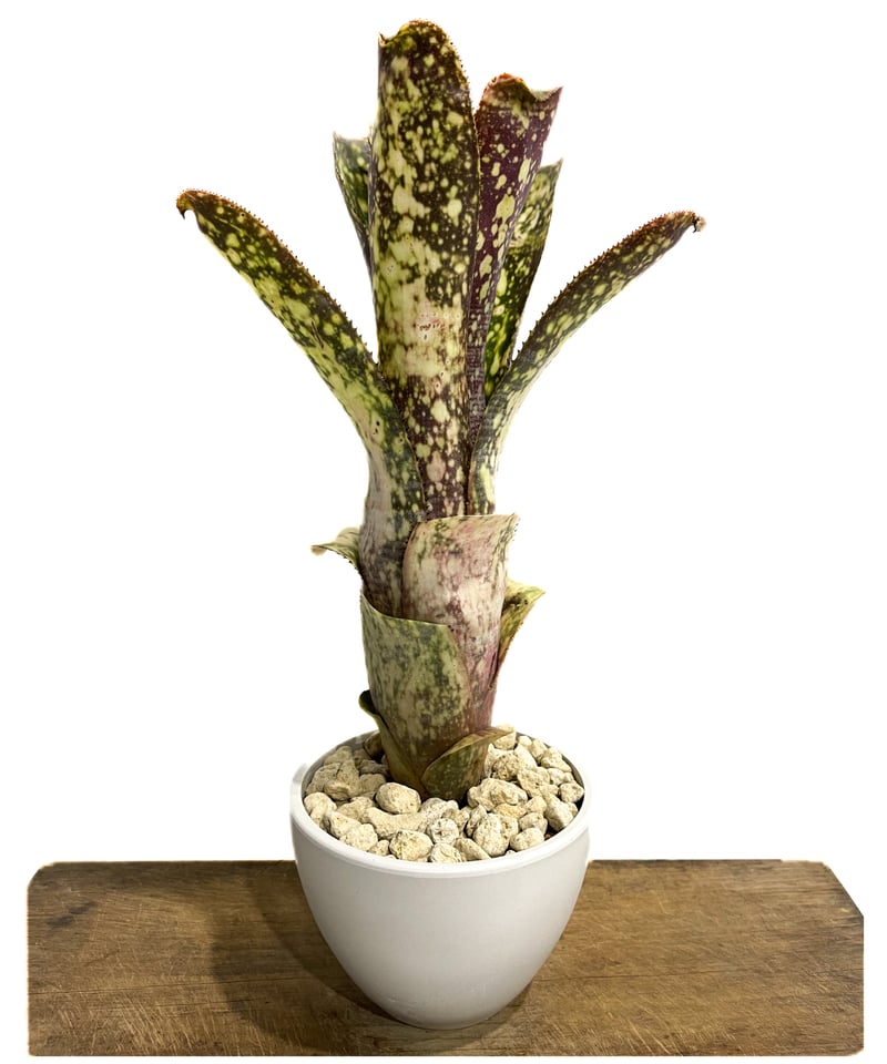 ビルベルギア コラン マジック「Billbergia Kolan Magic」76G-4 |