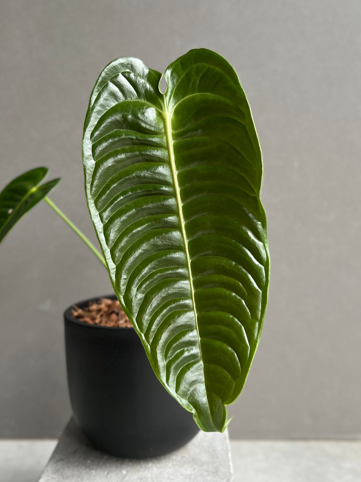 アンスリウム ベイチー アンスリウム ベイチー 「Anthurium veitchii」88C | SHOUCHIKUEN