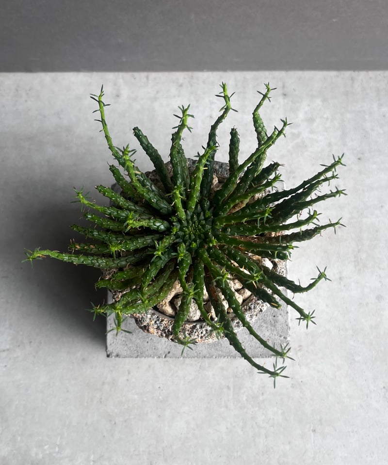 ユーフォルビア フラナガニー 「Euphorbia flanaganii」76E | SHOU