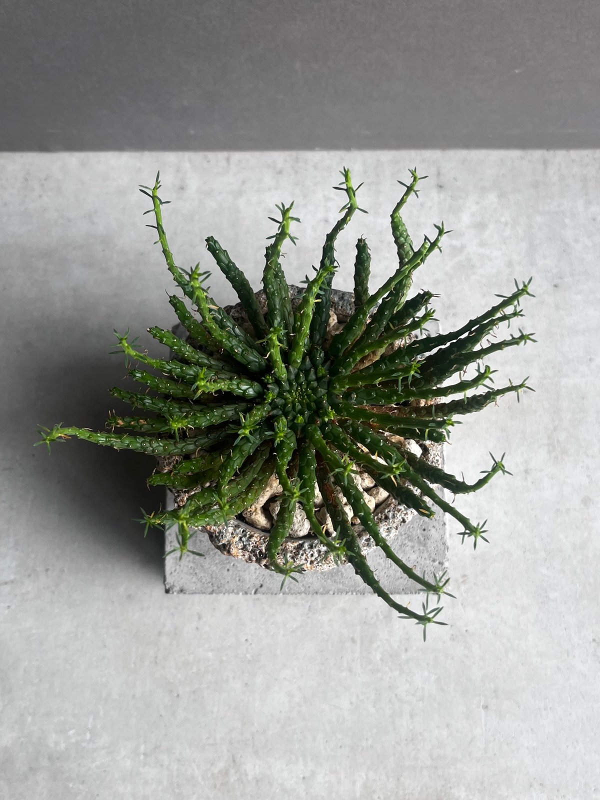 ユーフォルビア フラナガニー 「Euphorbia flanaganii」76E | SHOU