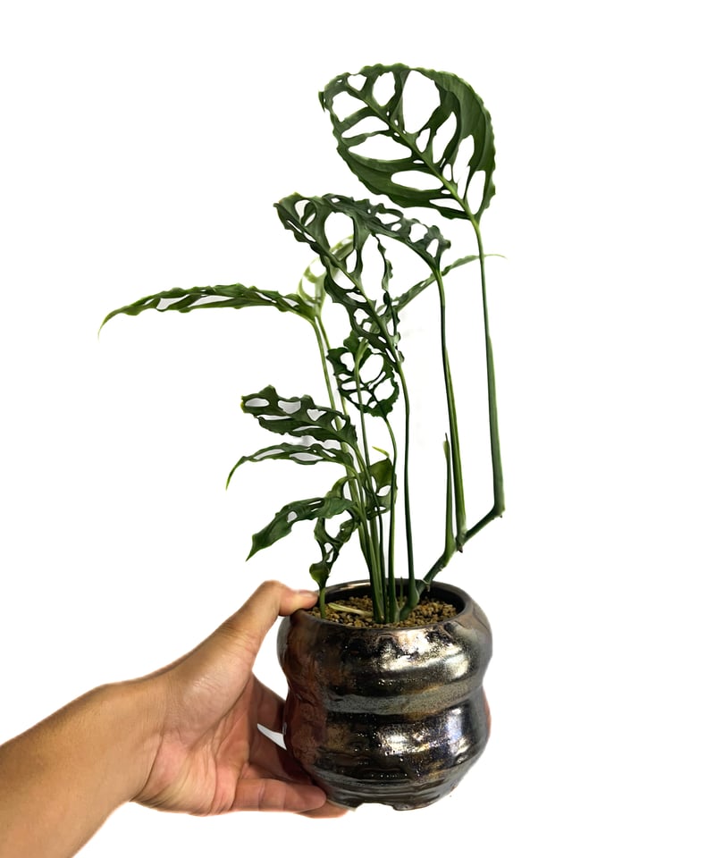 モンステラ オブリクア ペルー+YON-HACHI「Monstera obliqua Peru