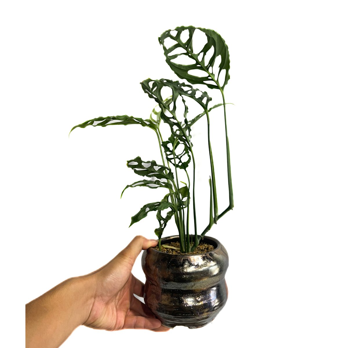 モンステラ オブリクア ペルー+YON-HACHI「Monstera obliqua Peru