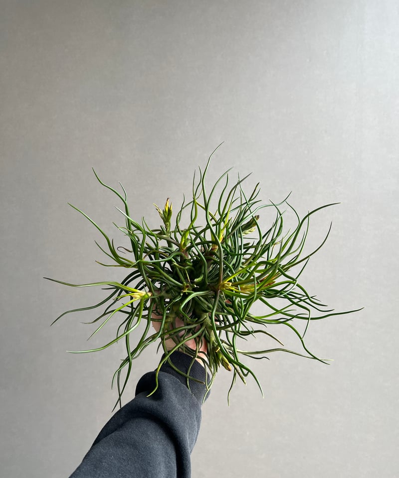 ティランジア ブルボーサ クランプ (実生苗) 「Tillandsia bulbosa clu