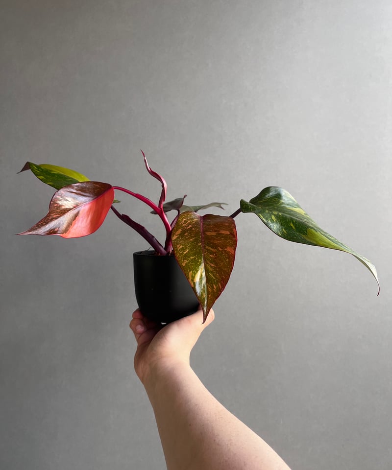 【海外 正規品】 フィロデンドロン オレンジ プリンセス ギャラクシー その他観葉植物