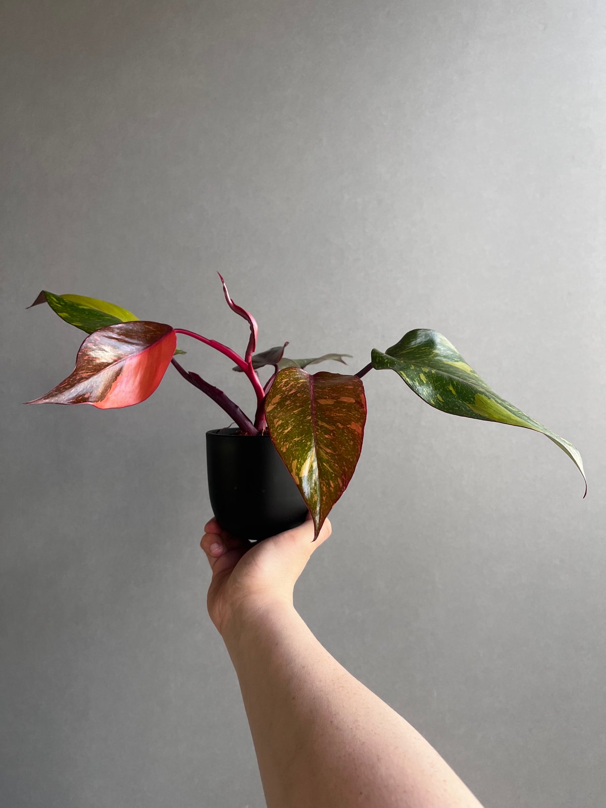 超希少❗️サイズ大❗️猫チップ❗️透明鉢❗️フィロデンドロン　オレンジプリンセス✨ 希少サイズ】フィロデンドロン・プリンスオブオレンジ | SHELF