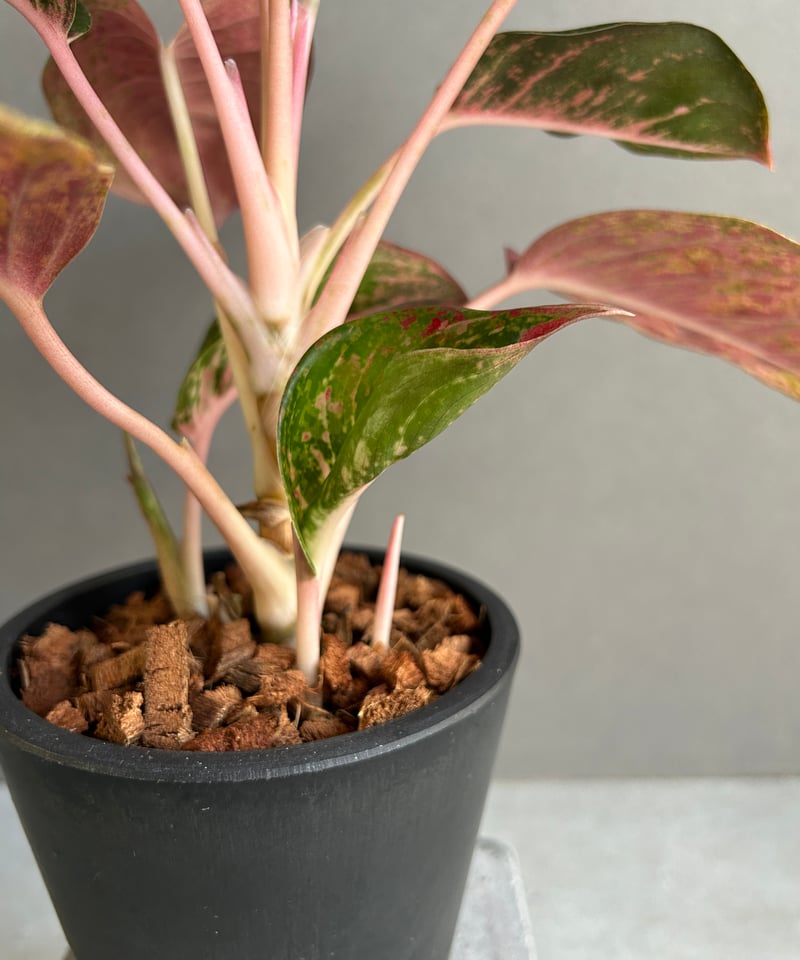 アグラオネマ プラチナム カラット 「Aglaonema Platinum Karat」28I