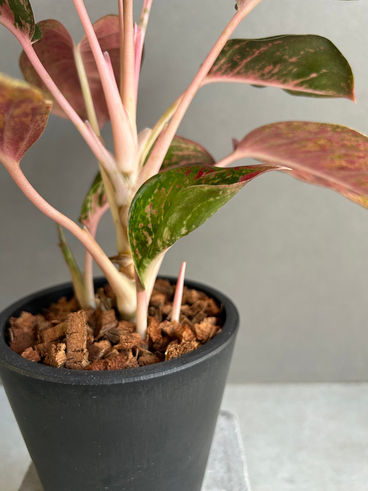 アグラオネマ プラチナム カラット 「Aglaonema Platinum Karat」28I