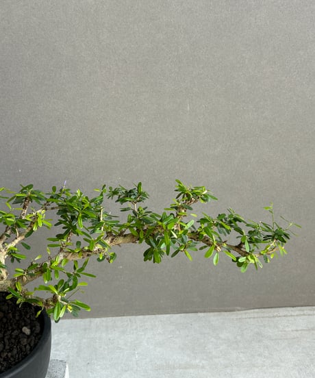 “うち” 盆栽 Limited Edition「“UCHI” BONSAI 」86H