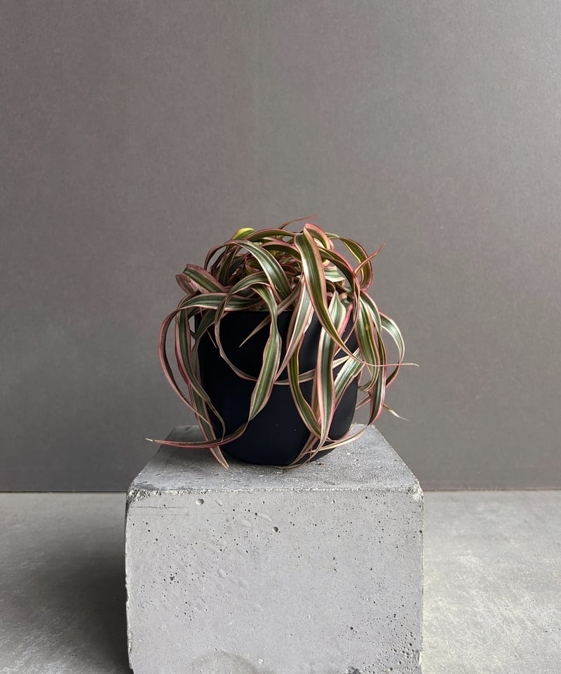 ドラセナ・キュンティー (Dracaena kuntii) ドラセナ キュンティ 「Dracaena concinne Kuhnty 」35A | SHO