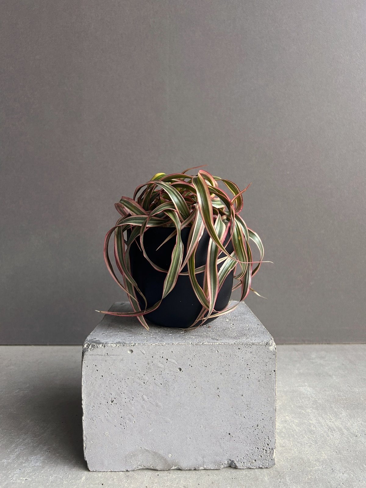 スプモーニさま専用　ドラセナ　キュンティ ドラセナ キュンティー「Dracaena concinne tricolor Kuhnty」9