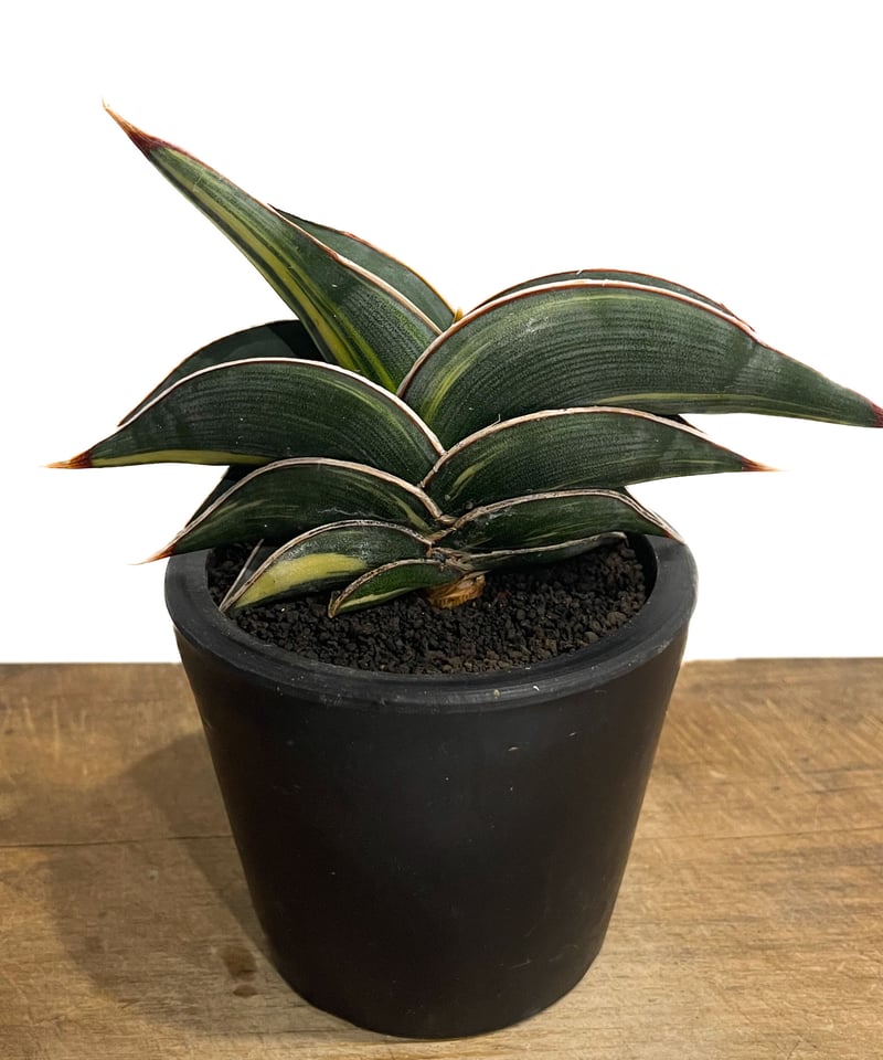 サンセベリア ロリダ 斑入り「Sansevieria rorida Var.」33D-1 | サンセベリア ロリダ 斑入り「Sansevieria rorida Var.」33D-1 |