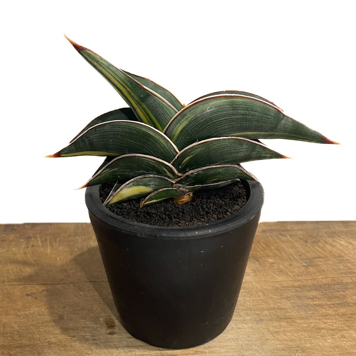 サンセベリア ロリダ 斑入り「Sansevieria rorida Var.」33D-1 | サンセベリア ロリダ 斑入り「Sansevieria rorida Var.」33D-1 |