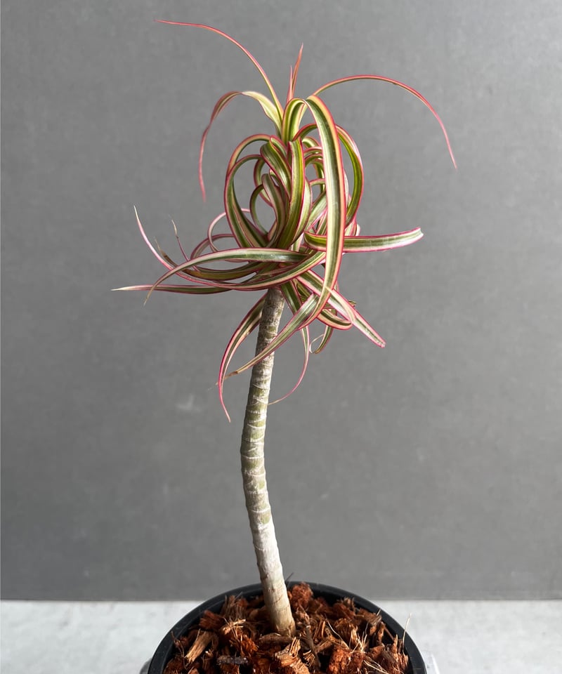 ドラセナ・キュンティー（Dracaena kuntii） ドラセナ キュンティ 「Dracaena concinne Kuhnty 」35A | SHO