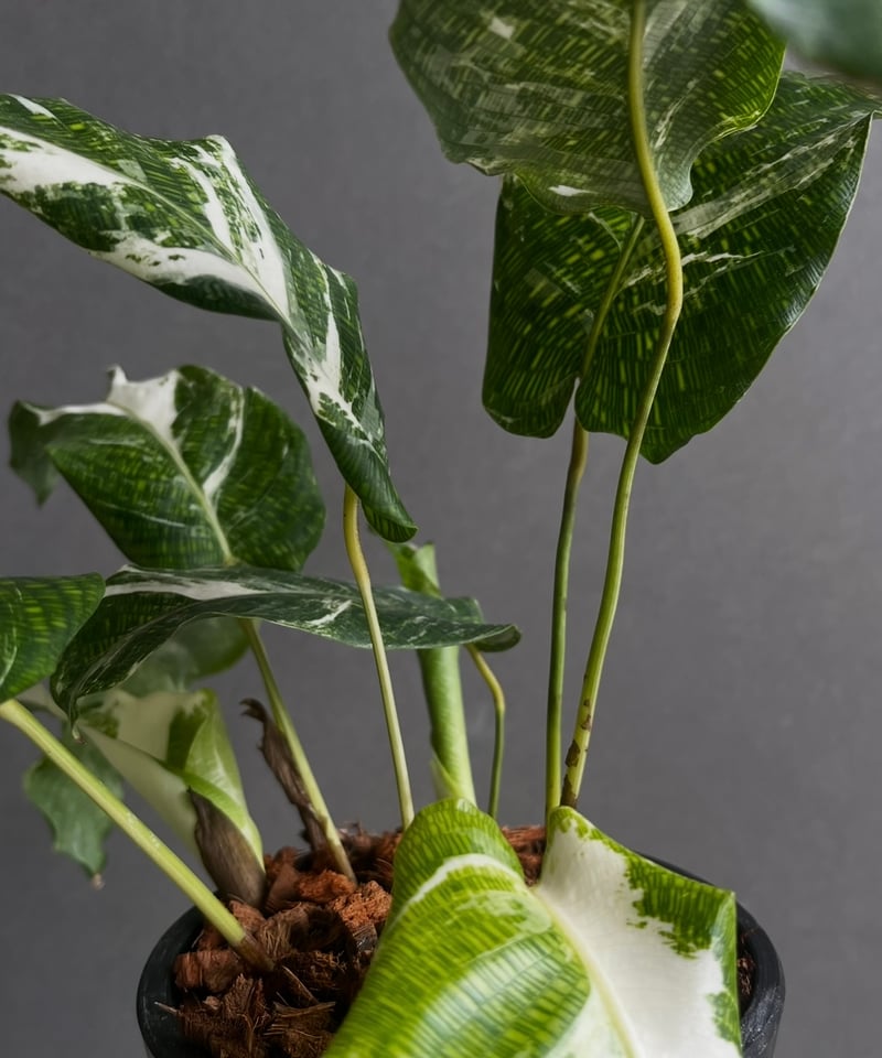 カラテア ムサイカ 斑入 「Calathea musaica variegated」2A |