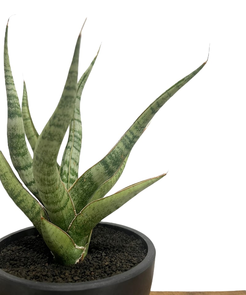 サンセベリア アポロ 「Sansevieria Apollo (from Unyamanee