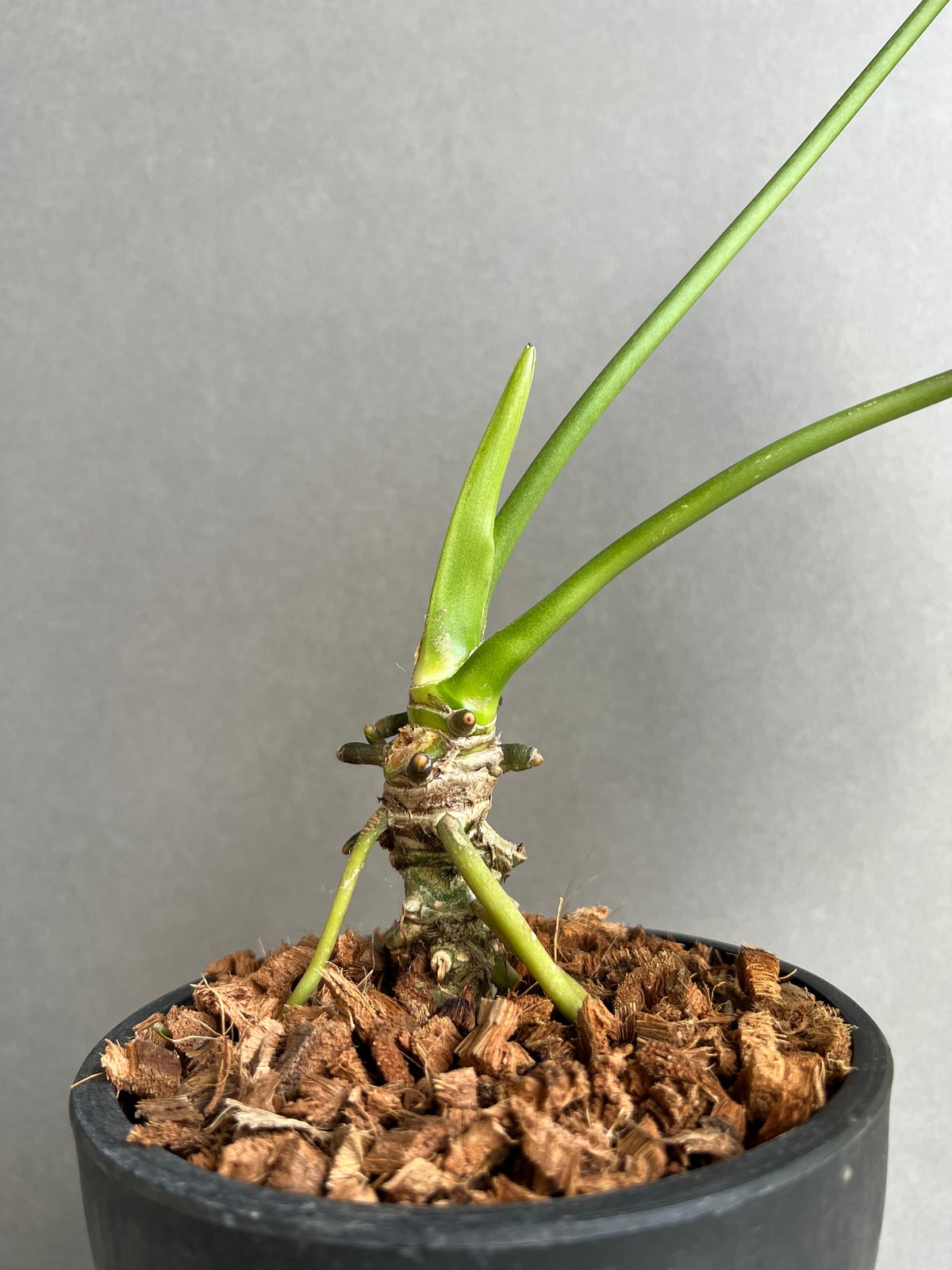 アンスリウム ハイブリッド 斑入 「Anthurium hybrid Variegated」9