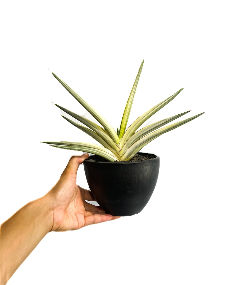 サンセベリア ロイヤルクラウン 斑入り「Sansevieria royal サンセベリア ロイヤルクラウン 斑入り「Sansevieria royal