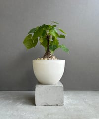 ホヤ シギラティス シルバー ボルネオ 「Hoya sigilatis Silver ホヤ シギラティス シルバー ボルネオ 「Hoya sigilatis Silver