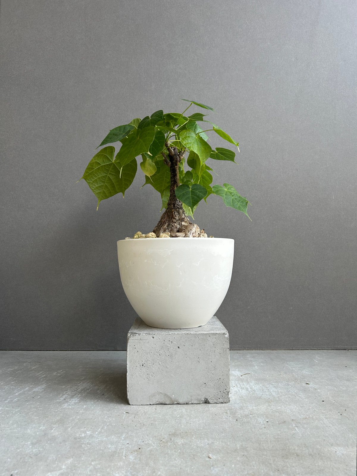 フィルミアナ コロラータ 「Firmiana colorata」56G | SHOUCHIKUEN