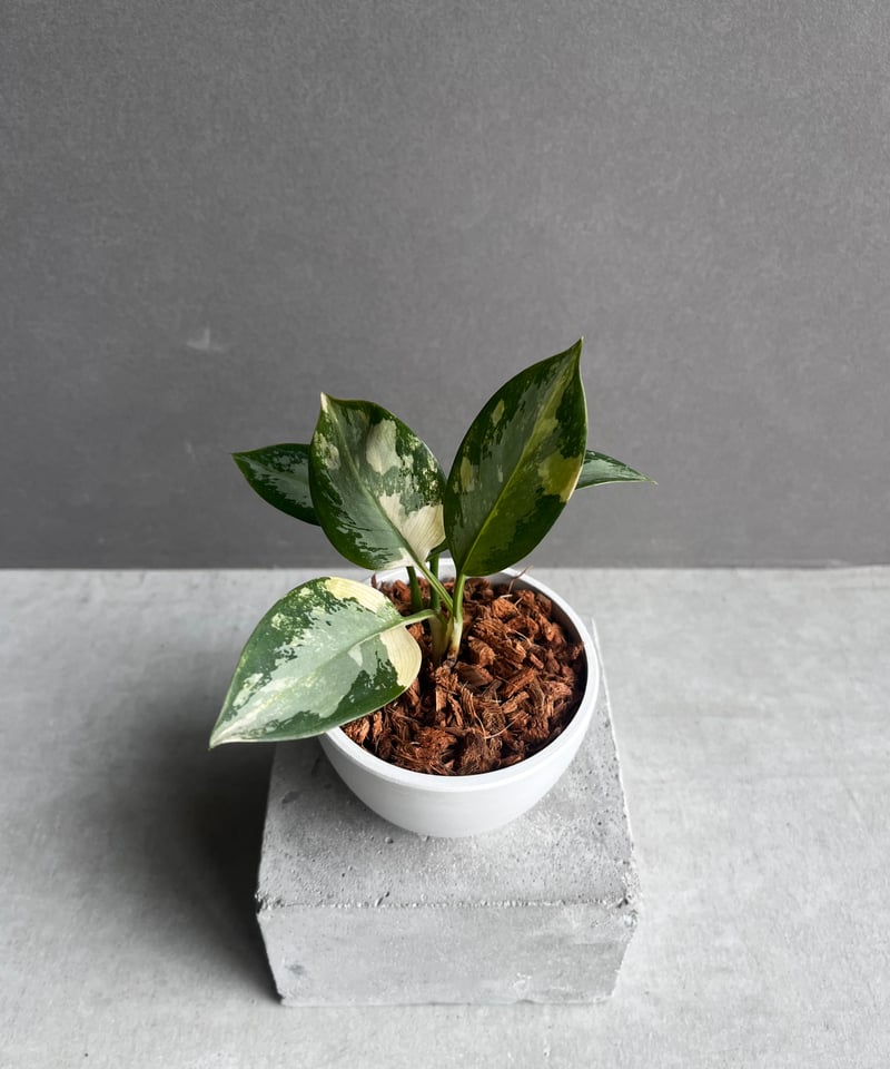 アグラオネマ スワンナプーム「Aglaonema Suvarnabhumi」53A | SHO