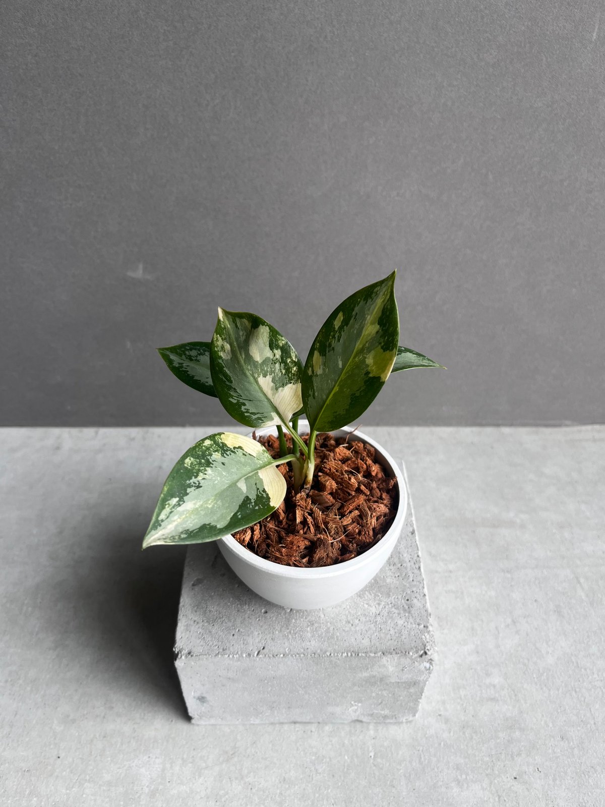 アグラオネマ スワンナプーム「Aglaonema Suvarnabhumi」53A | SHO