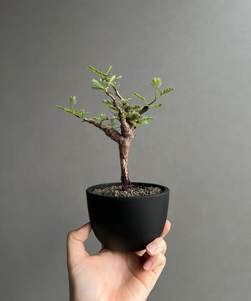 センナ メリディオナリス 実生苗 「Senna meridionalis」89A | SHOU
