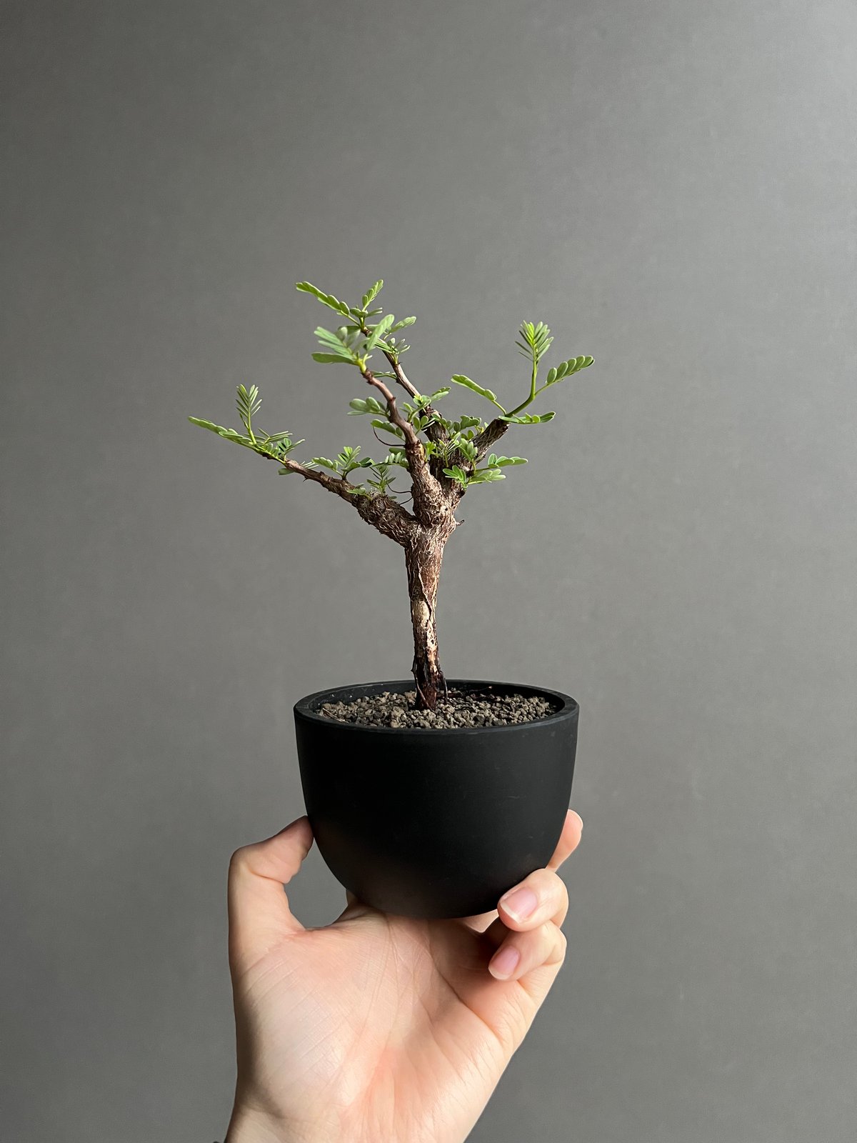 センナ メリディオナリス 実生苗 「Senna meridionalis」89A | SHOU