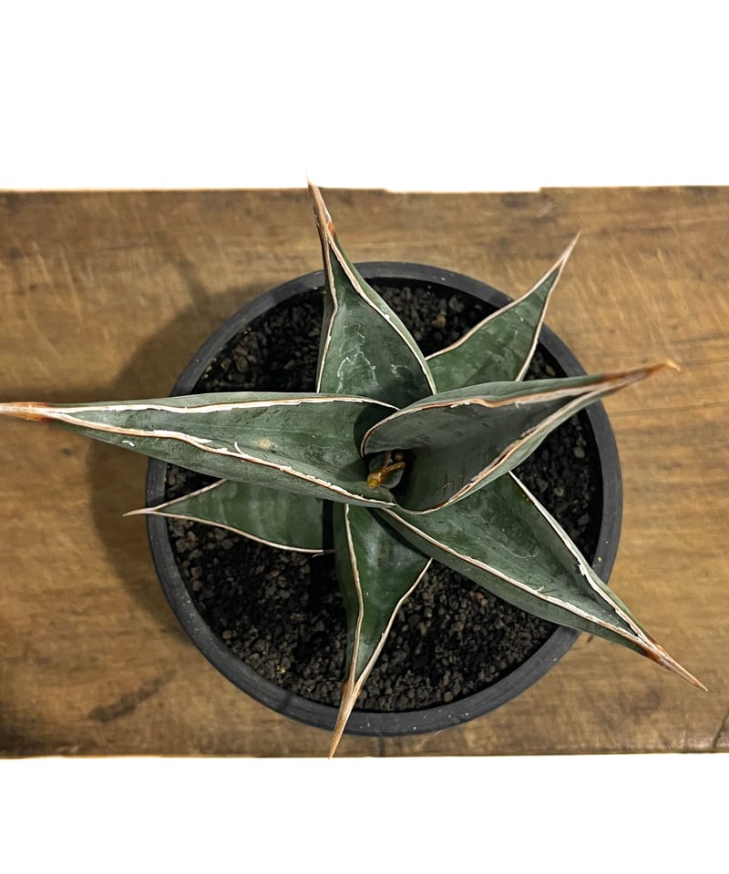 サンセベリア ピングイキュラ「Sansevieria pinguicula」3/22-176