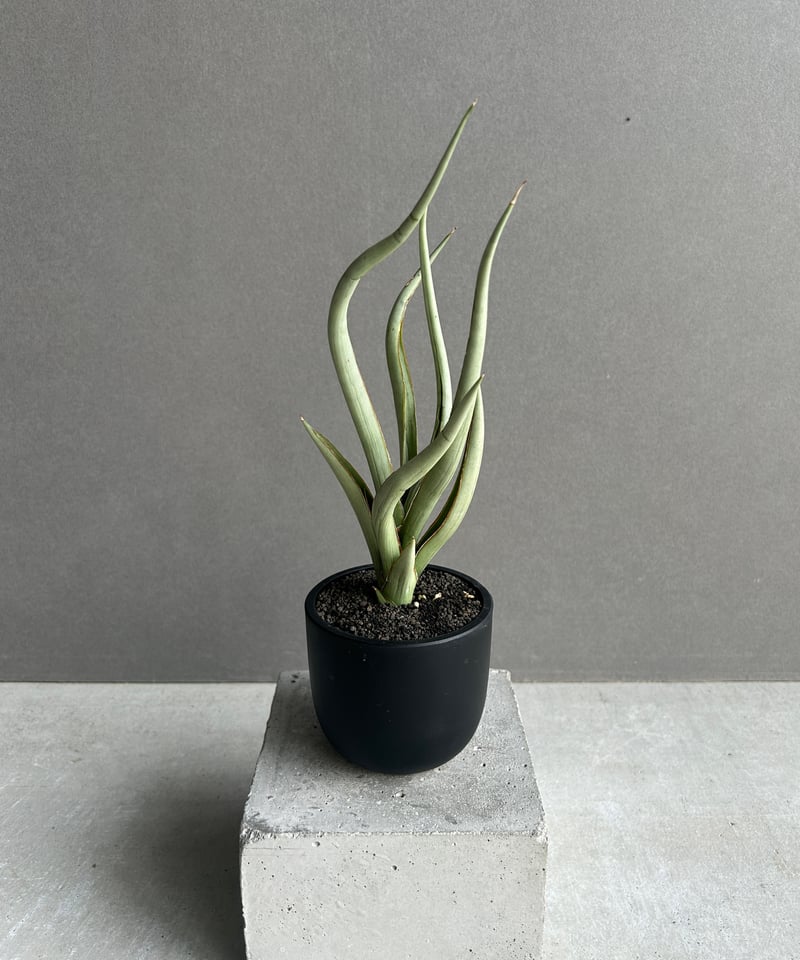 サンセベリア シルバー スパイラル「Sansevieria Silver Spiral (b サンセベリア シルバー スパイラル「Sansevieria Silver Spiral (b