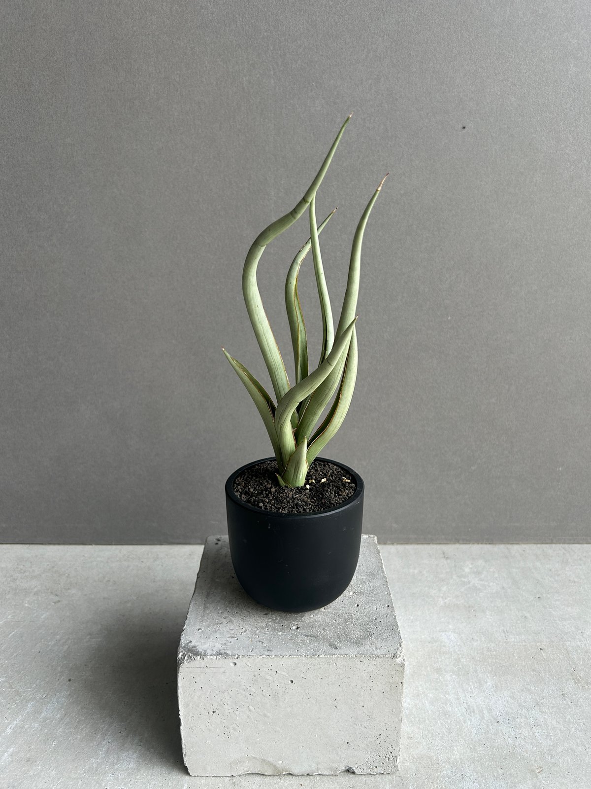 サンセベリア シルバー スパイラル「Sansevieria Silver Spiral (b