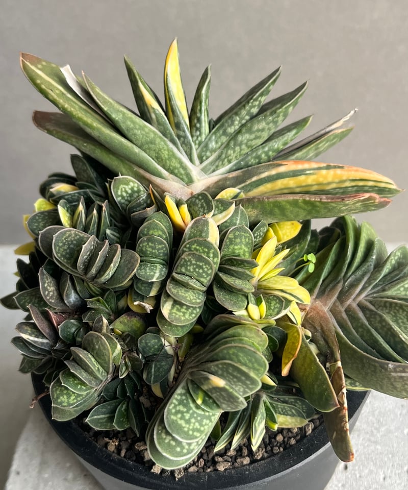 ガステリア子宝錦「Gasteria gracilis v.minima f. Variegat