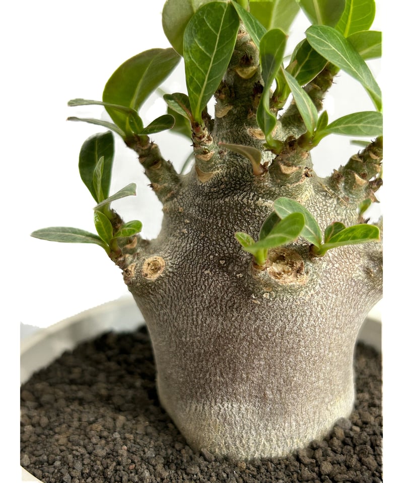 アデニウム アラビカム ドワーフ “ブラック”「adenium arabicum アデニウム アラビカム ドワーフ “ブラック”「adenium arabicum