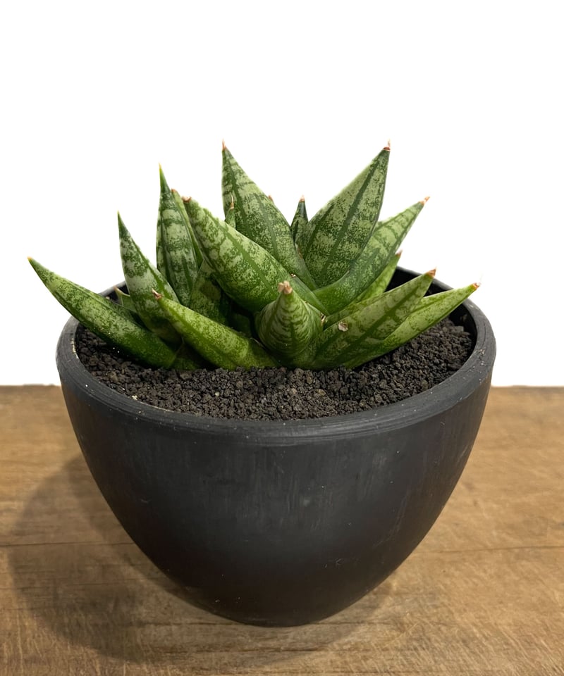 サンセベリア ミン マニー 「Sansevieria Ming Manee by Unyama