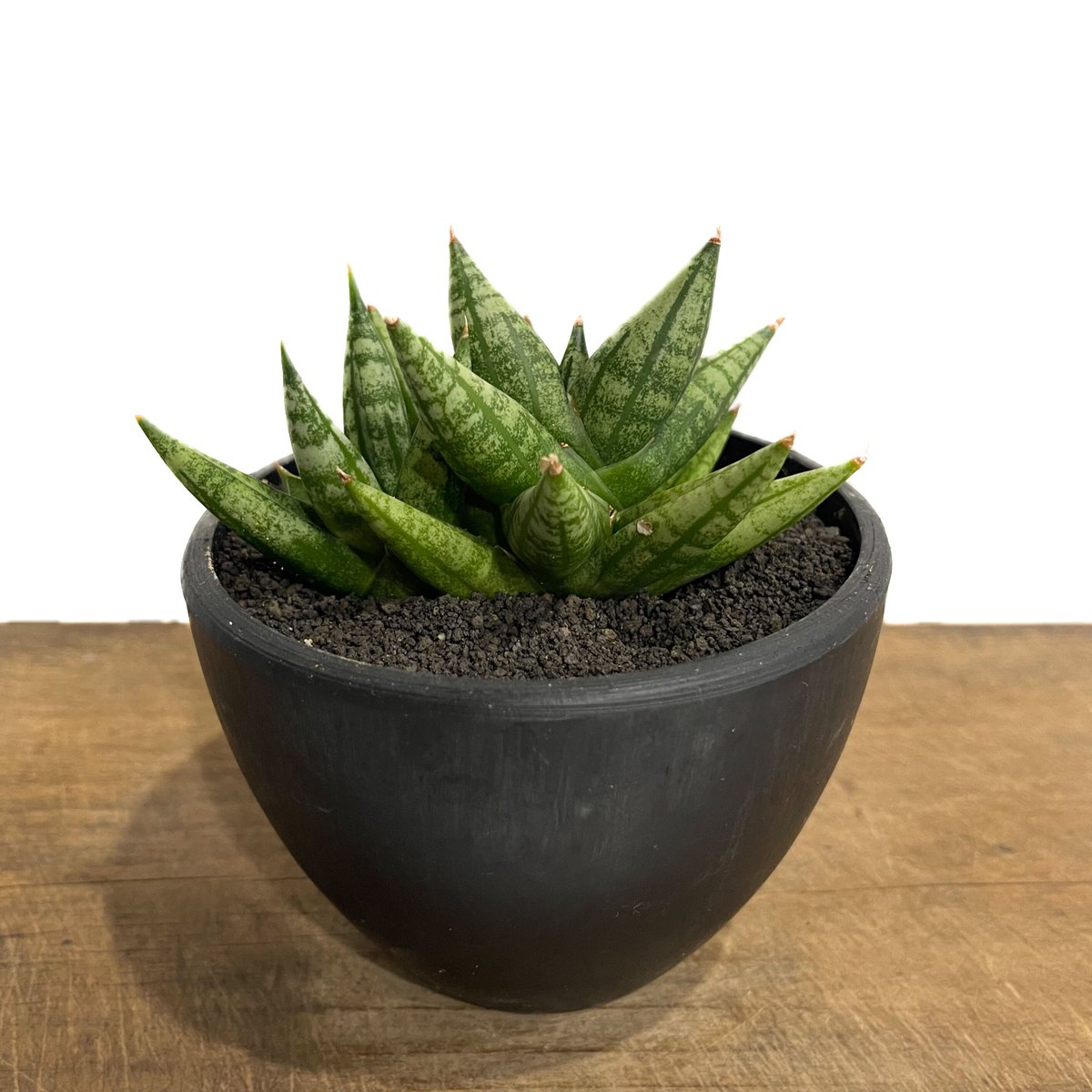 サンセベリア ミン マニー 「Sansevieria Ming Manee by Unyama
