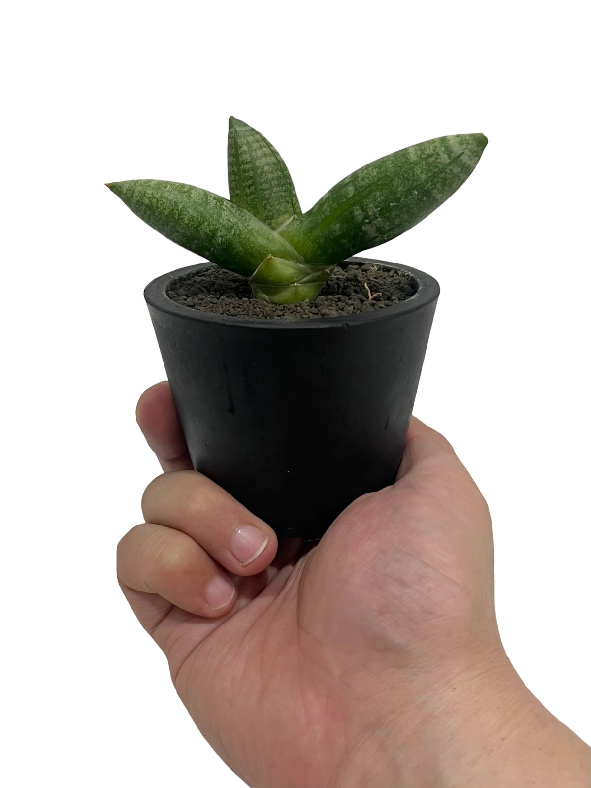 サンセベリアミーナ 「Sansevieria Meena」40Q | SHOUCHIKUEN