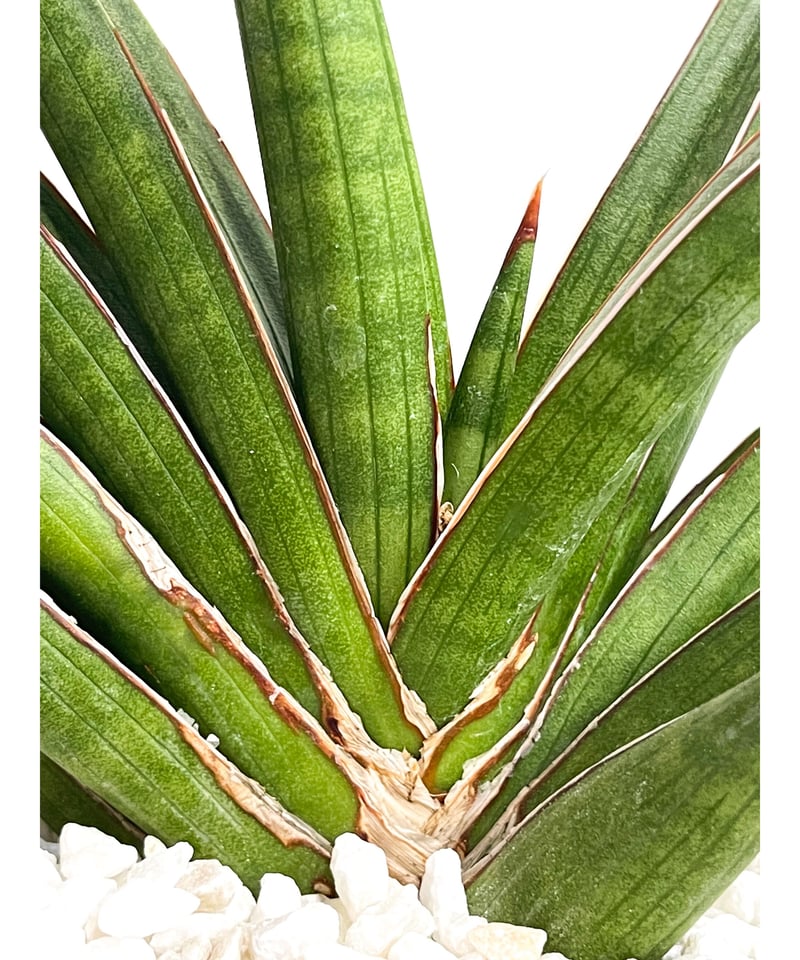 樺*島様 サンスベリア ベジータ 子株 サンセベリア sansevieria v サンセベリア バイデント (フランシシー x ココ)「Sansevieria bident