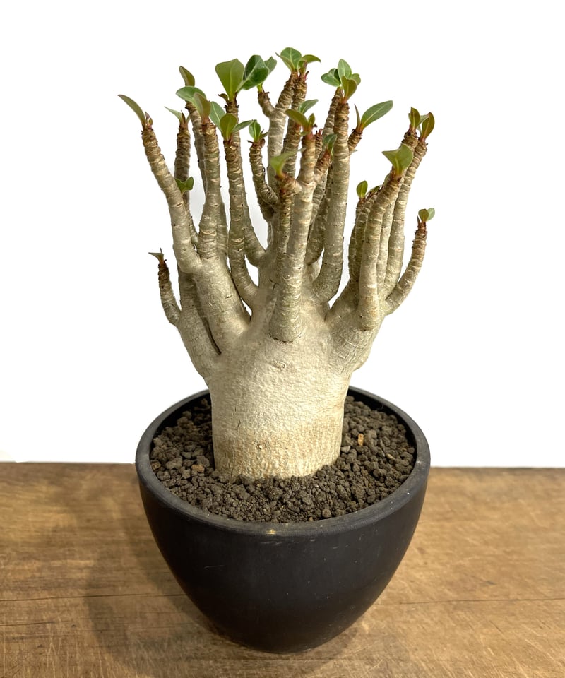 アデニウム アラビカム 選抜個体「Adenium Adenium “Select”」5/31
